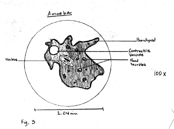 amoeba under microscope labeled