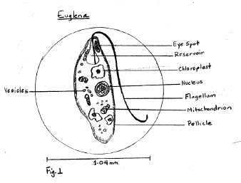 euglena cell microscope