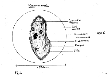 protozoan cell diagram